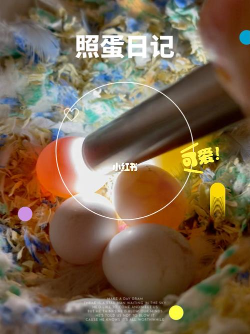 照蛋日记_鹦鹉_日记_牡丹_手养牡丹鹦鹉_宠物_宠物其他