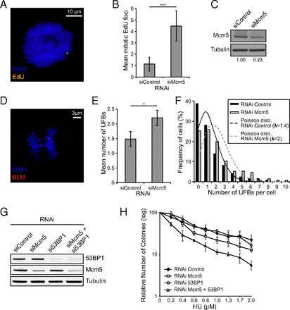 unreplicated dna remaining from unperturbed s phases passes