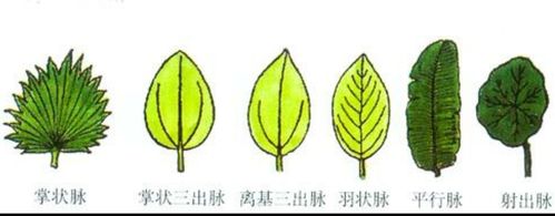 小知识:认识叶脉分布与叶缘类型以及形状.