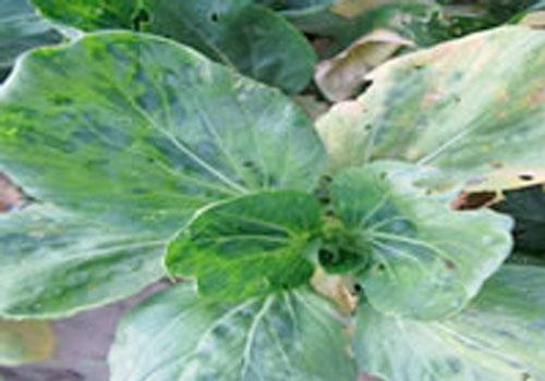 油菜病毒病的症状表现发病条件及防治方法