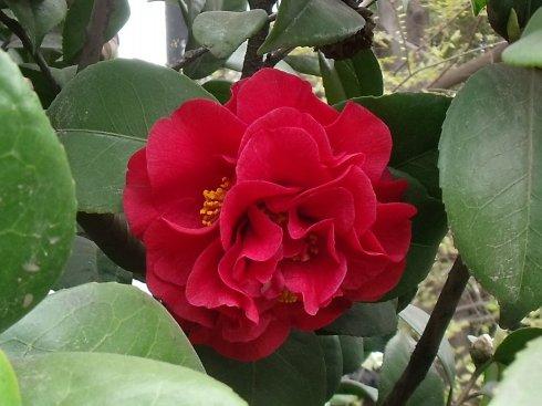 [转载]原创 周记 春天开什么花(八)