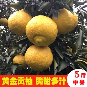 湖南怀化黄金贡柚5斤