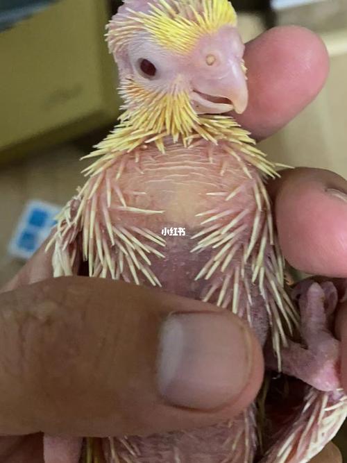 小玄凤宝宝要快快长大呀_玄凤_鹦鹉_翅尖_强迫症_宠物