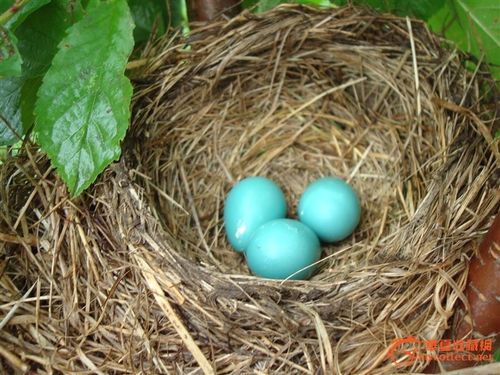 这是什么鸟下的蛋,怎么人工孵化