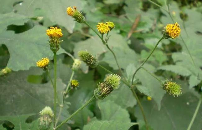 因为鬼针草是辅助高血压的常用药物,具有明显的降压作用