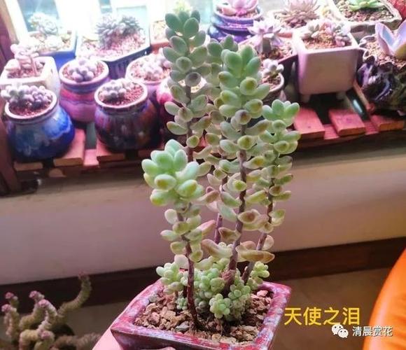 多肉天使之泪天生就爱长高别当徒长处理养成直立桩就偷着乐吧