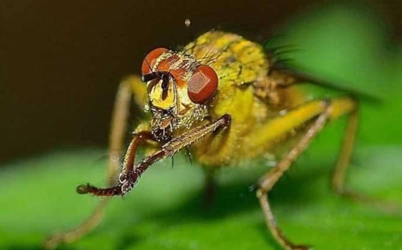 巢虫严重时,为啥蜂群中会出现赤眼蜂?养蜂人:它的作用可不小