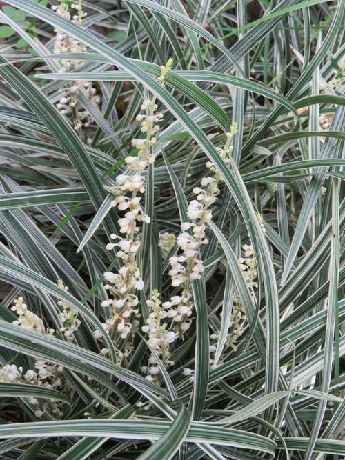 93.银边草,又称丽蚌草,禾本科草本