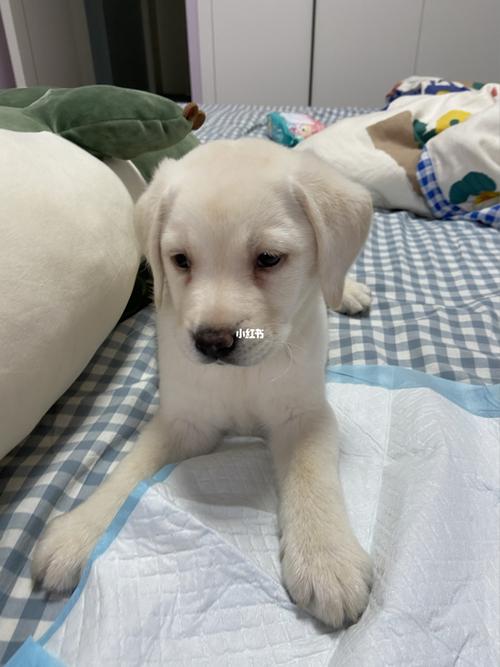 两个月拉布拉多_狗粮_拉布拉多_疫苗_超市_益生菌