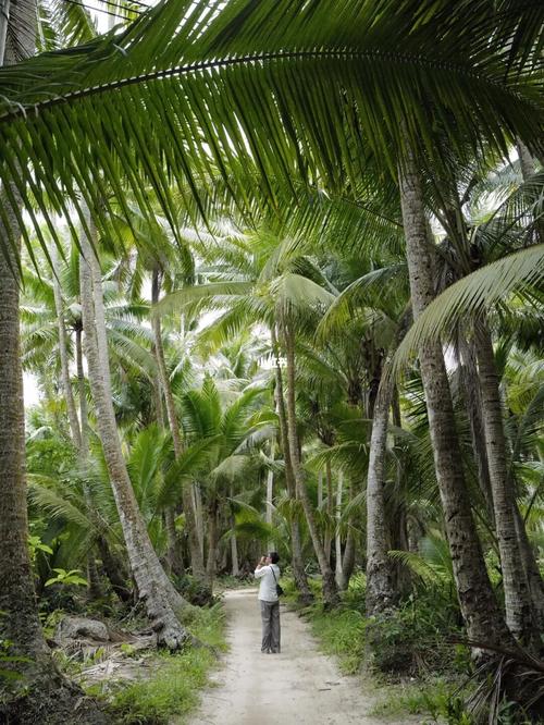 东郊椰林,据说全海南的椰子树一半都在文昌?