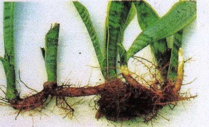 新手园丁丨简单的分株,让植物长不停