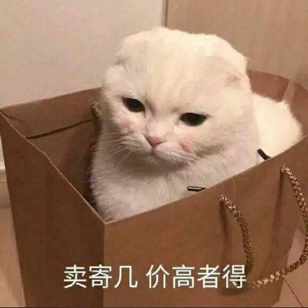 猫咪_发火表情莫要再刺激我的小心脏辽_莫要_心脏_刺激表情打咩抱你