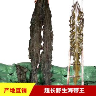 产地直销干海带 跑江湖地摊10元模式盐渍海带海带干货散装批发