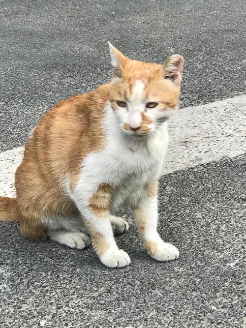 我爸,行走的人形猫薄荷.多图