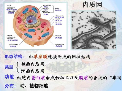 合作内质网 形态结构: 由单层膜连接而成的网状结构 类型 粗面内质网