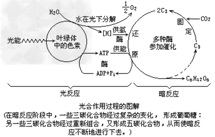 2,光合作用图解