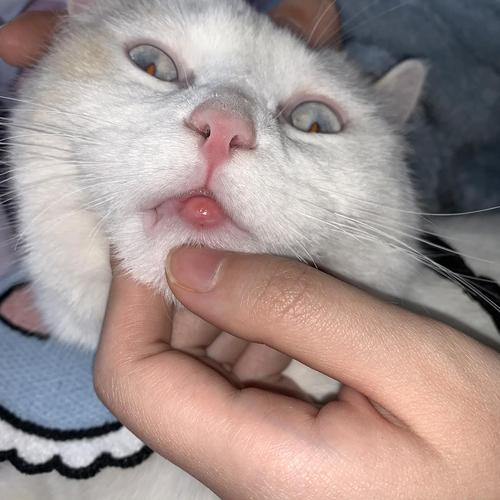 【讨论】猫咪下嘴唇肿了请问有人知道怎么办吗!