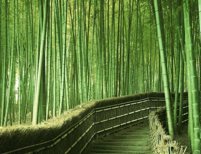 h 益阳市 益阳高校篇 代表院校: 益阳桃花江竹海