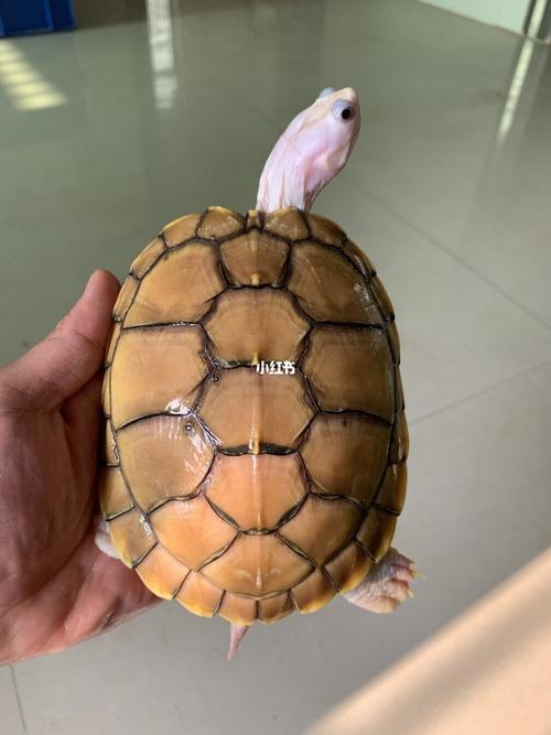 8000rmb一只的巴西龟_焦糖_宠物_我家宠物好可爱_宠物