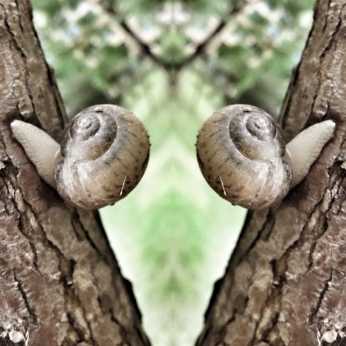 你会发现,平凡的蜗牛其实并不平凡,生活原来也是那样美好.