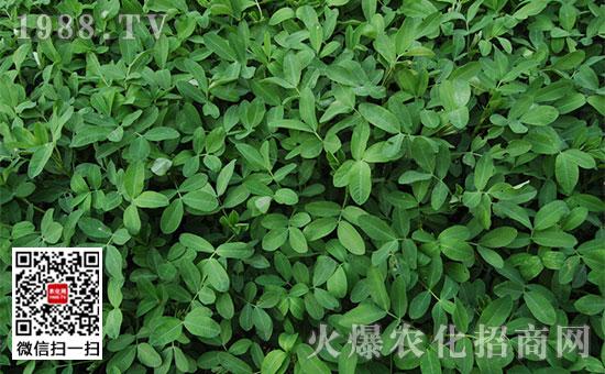 单子叶和双子叶杂草共生的花生地,每亩可用50%的速收4克加90%