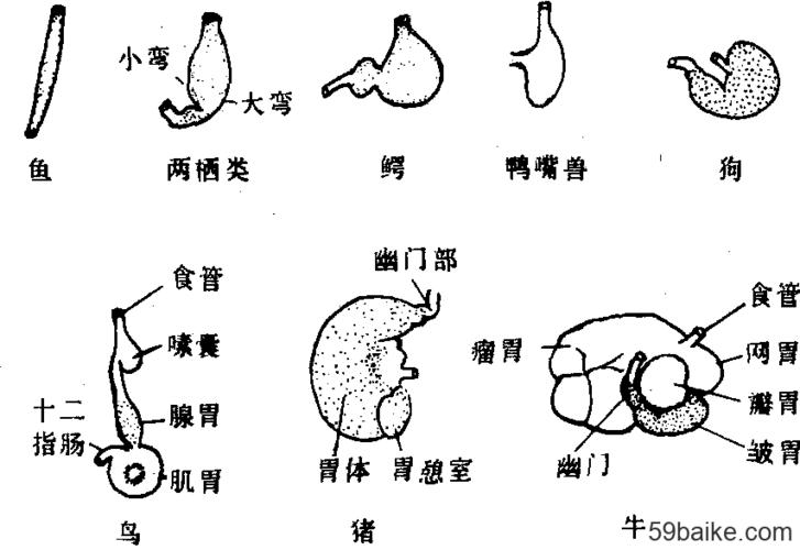 脊椎动物胃的形态和类型