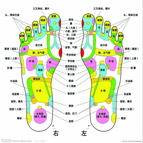 脚底中的人体各器官对应反射区