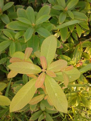 正宗金丝楠木树苗南方北方珍稀名贵苗木小叶桢楠雅楠大苗小苗