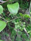 黑果菝葜图片 黑果菝葜藤本野菜植物图片