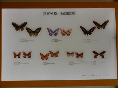 "上海动物园第二届蝴蝶展"蝴蝶标本展厅参观亮点大揭秘