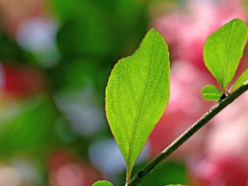 海棠树叶子图片