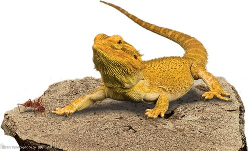 黄色仰头的松狮蜥蜴免抠png透明素材