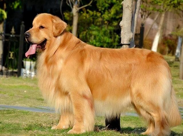 价格:2000-3000元推荐指数:★★★★金毛犬长得高大威猛,一身金黄