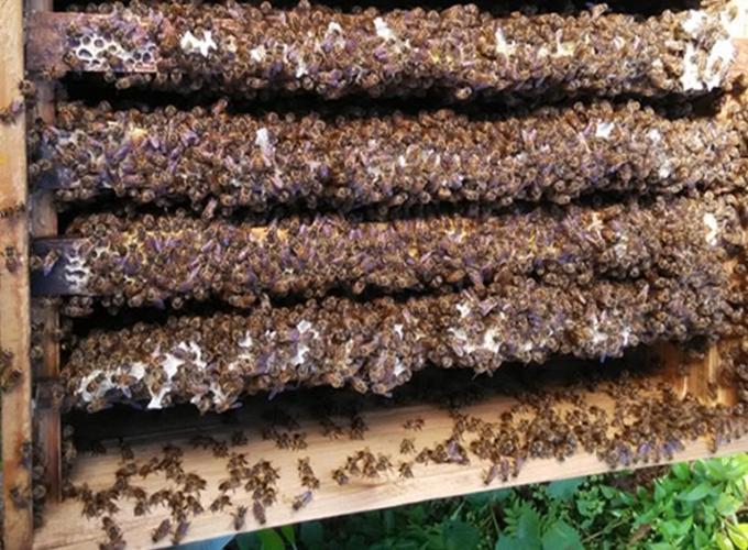 一脾带王3000只工蜂带黑王中蜂蜂群双色阿坝王蜂群蜜蜂活体中蜂王