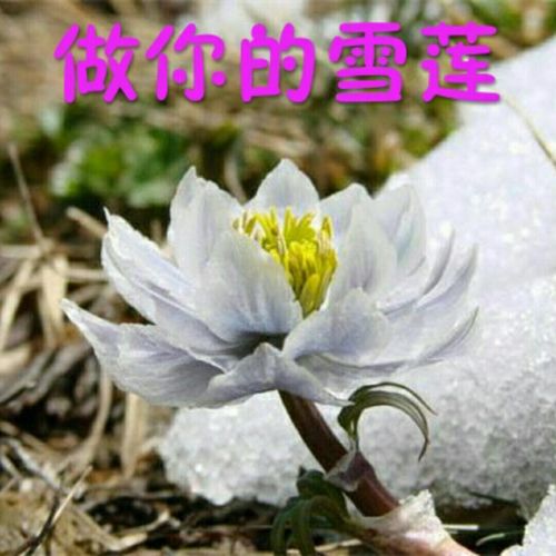 做你的雪莲【合唱版(徐杰制作)】