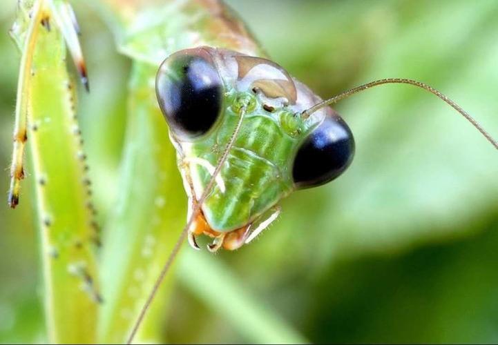 阳光苗苗幼儿园大班认识昆虫—螳螂