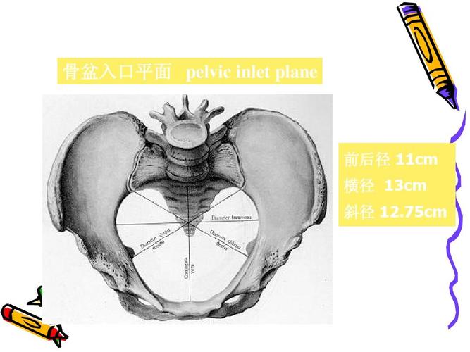 国家级精品课《妇产科学》 骨盆入口平面 pelvic inlet plane 前后径