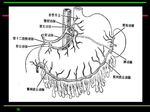 胃十二指肠外科ppt