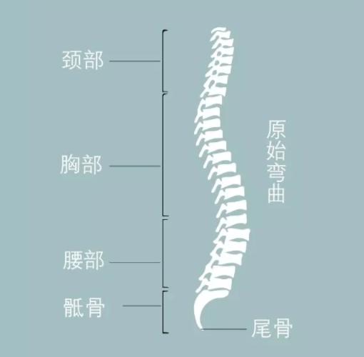 在正常情况下 脊柱有4个弯曲 ——  颈椎前凸,胸椎后凸 腰椎前凸和骶