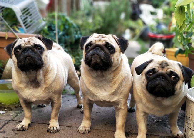 养巴哥犬一定要牢记七不要对它有益