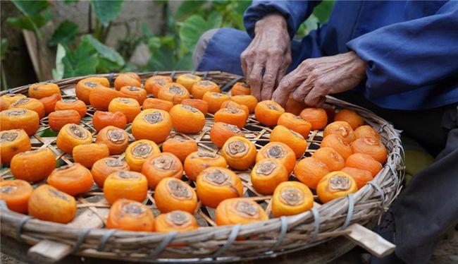 桂林恭城月柿丰收点缀柿外桃源