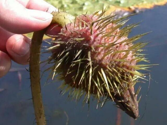 其它 芡实俗称鸡头米 写美篇 芡实是一种大型的水生草本植物,可以有