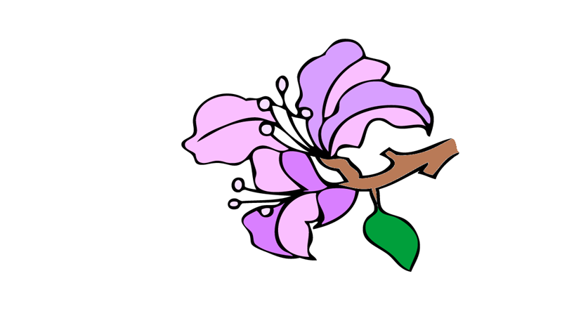 怎么画紫荆花