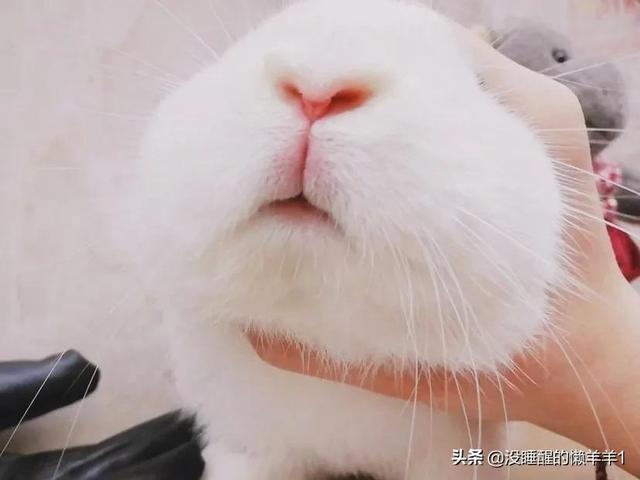 兔子的传说你知道吗