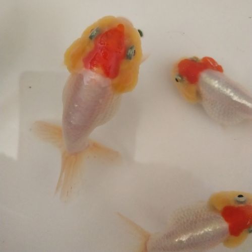 鱼场养殖批发 红顶虎金鱼活体 观赏鱼金鱼苗淡水养殖金鱼量大从优