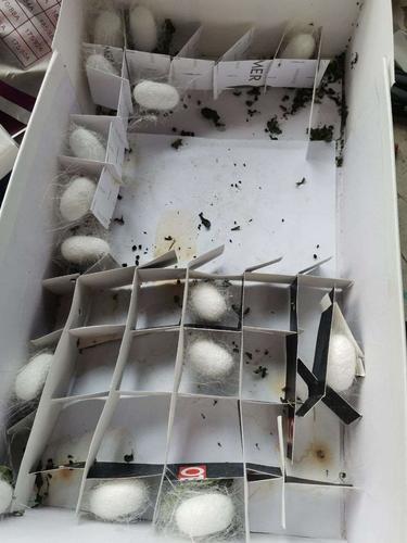 大部分蚕宝宝都结茧了,有两只死掉被我埋葬了.