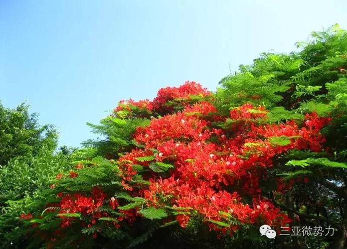 凤凰花