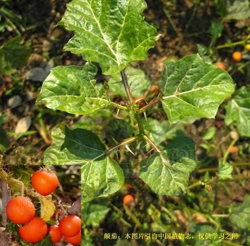 20210503——颠茄(atropa02belladonna02l.