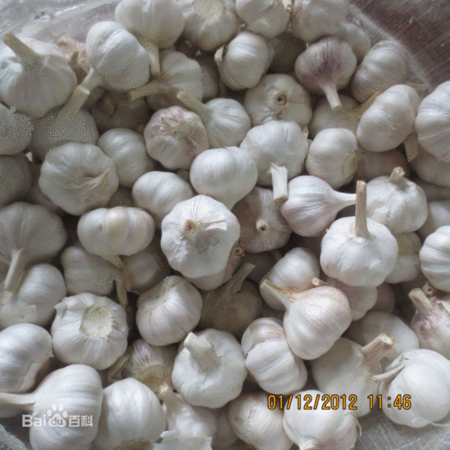 大蒜图片_百度百科