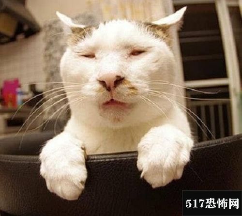 日本无死角丑猫猥琐破天际,日本年度喵星人丑照大赛(表情包)